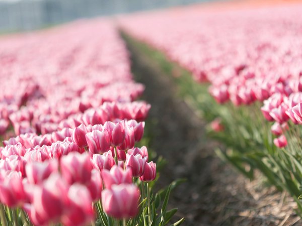 tulips, бутоны, весна, плантация, природа, тюльпан, тюльпаны, цветы