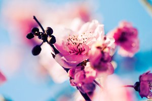 Обои на рабочий стол: бутоны, весна, ветка, вишня, макро, природа, розовые, сакура, цветение, цветы