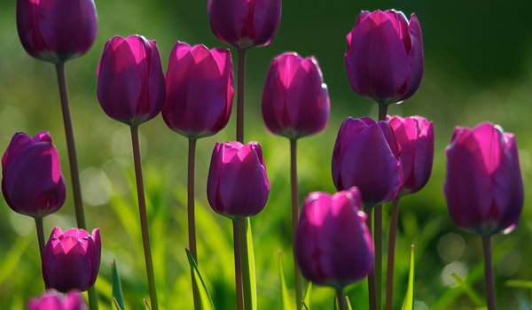 Обои на рабочий стол: tulips wallpapers, весна, лес, лето, огород, парк, растения, сад, свежесть, свет, трава, тюльпаны, утро, цветение, цветки, цветок, цветы