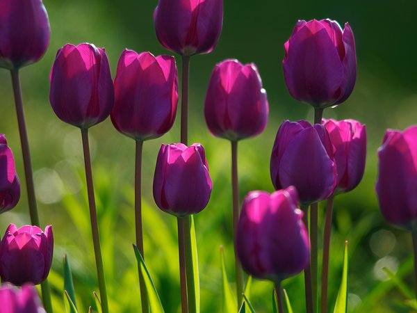 tulips wallpapers, весна, лес, лето, огород, парк, растения, сад, свежесть, свет, трава, тюльпаны, утро, цветение, цветки, цветок, цветы