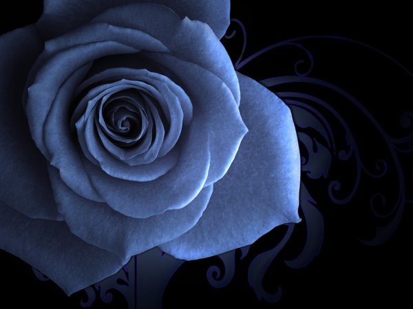 голубая роза, заставка, узорный фон