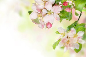 Обои на рабочий стол: весна, ветка, нежность, цветы, яблоня