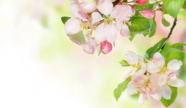 Обои на рабочий стол: весна, ветка, нежность, цветы, яблоня