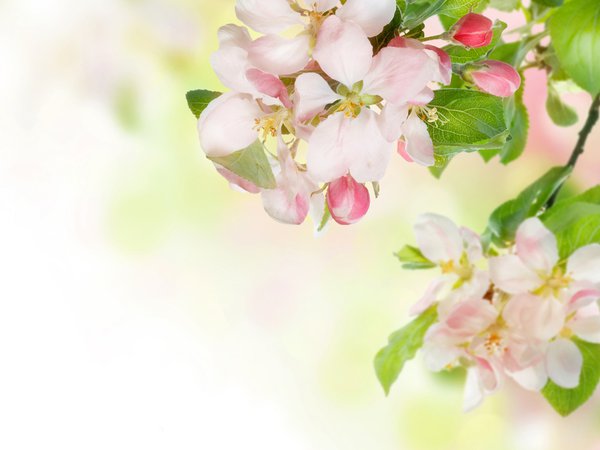 весна, ветка, нежность, цветы, яблоня