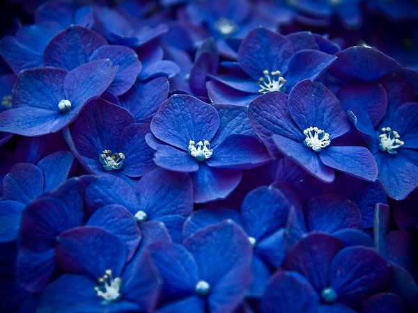 лепестки, макро, много, синий, цветы