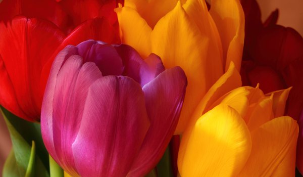 Обои на рабочий стол: букет, желтый, красный, оранжевый, розовый, тюльпаны, цветы, яркие