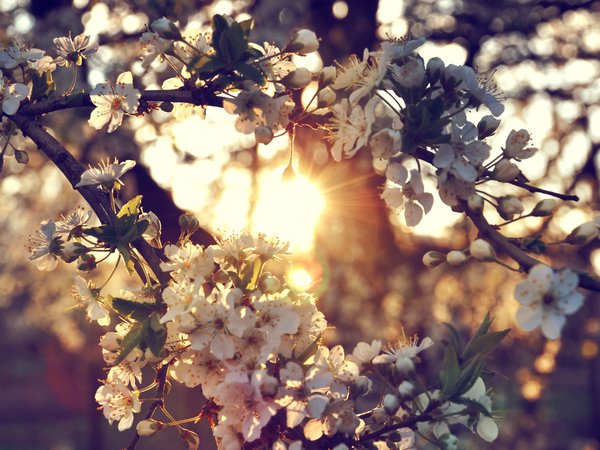 ветки, вишня, дерево, закат, солнце, цветы