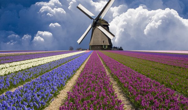 Обои на рабочий стол: мельница, нидерланды, облака, поле, тюльпаны
