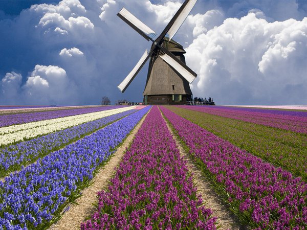 мельница, нидерланды, облака, поле, тюльпаны