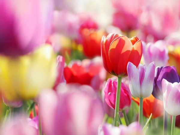 бутоны, весна, тюльпаны, цветы