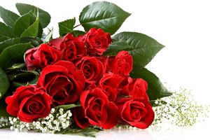 Обои на рабочий стол: roses, белый фон, букет, красные, розы