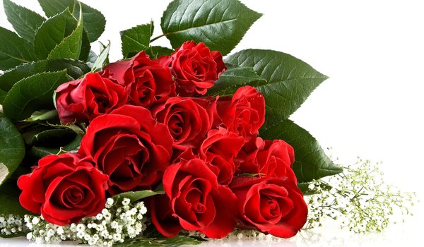 Обои на рабочий стол: roses, белый фон, букет, красные, розы