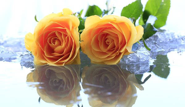 Обои на рабочий стол: вода, желтый, лед, розы, цветы