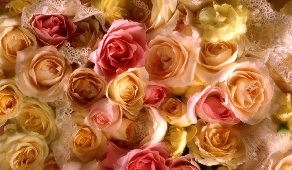 Обои на рабочий стол: rose, желтый, розы
