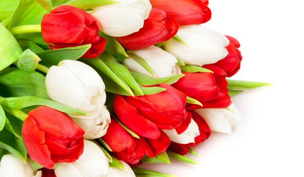 Обои на рабочий стол: белые, красные, тюльпаны