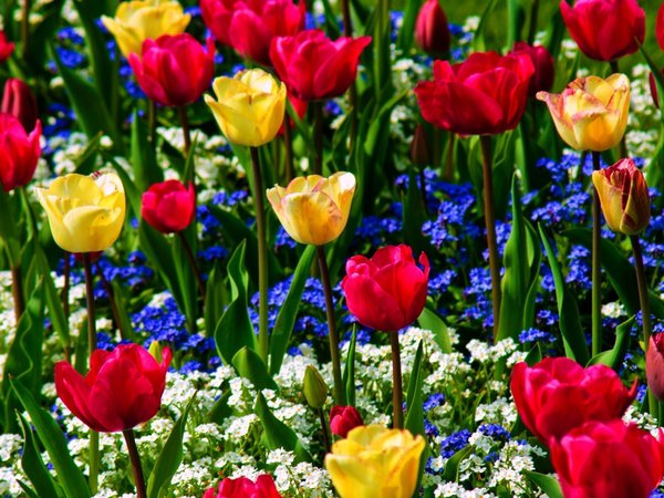 белые, бутоны, голубые, желтые, зелень, красные, незабудки, природа, тюльпаны, цветочки