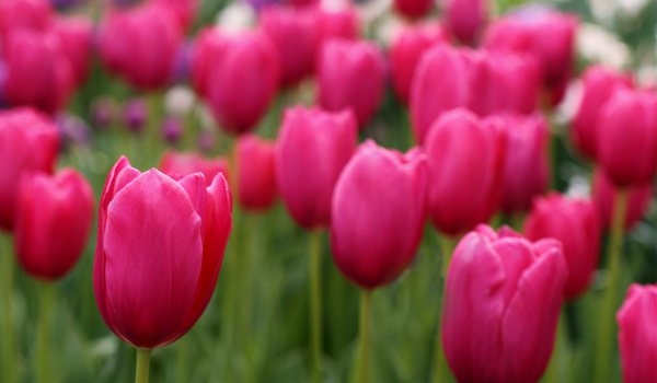 Обои на рабочий стол: field, tulips, лепестки, поле, размытость, розовые, тюльпаны, фокус