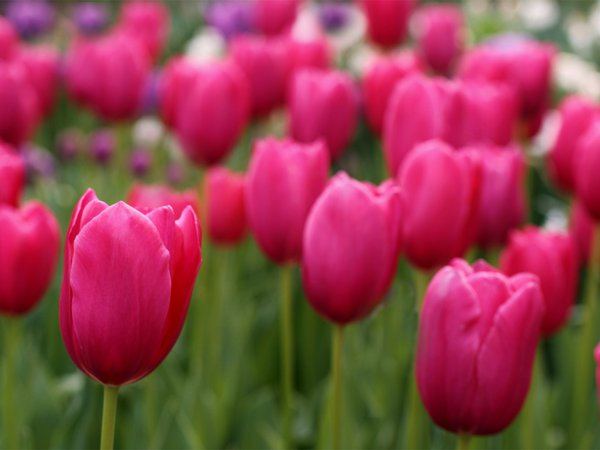 field, tulips, лепестки, поле, размытость, розовые, тюльпаны, фокус