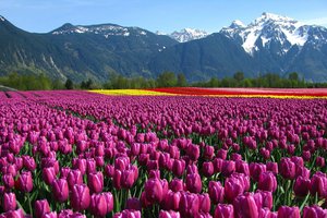 Обои на рабочий стол: горы, поле, тюльпаны, цветы