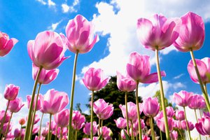 Обои на рабочий стол: голубое, лепестки, небо, облака, поле, розовые, тюльпаны