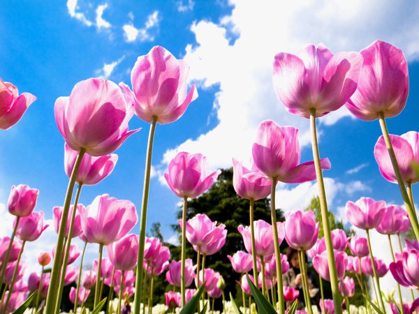 голубое, лепестки, небо, облака, поле, розовые, тюльпаны