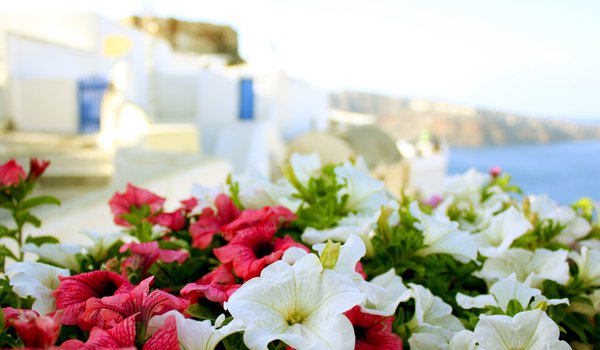 Обои на рабочий стол: греция, лето, море, солнце, цветы