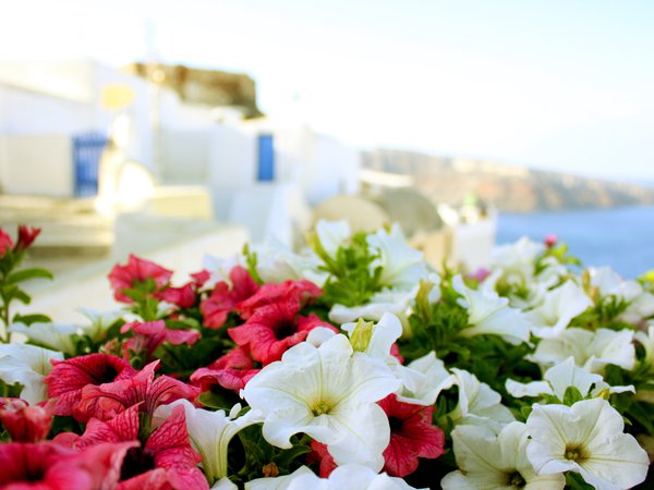 греция, лето, море, солнце, цветы