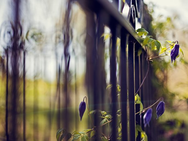 боке, забор, ограда, природа, растение, решетка, синий, фокус, цветы
