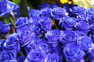Обои на рабочий стол: букет, голубые, голубые розы, краисвые, природа, розы, синие, синие розы, цветок, цветы