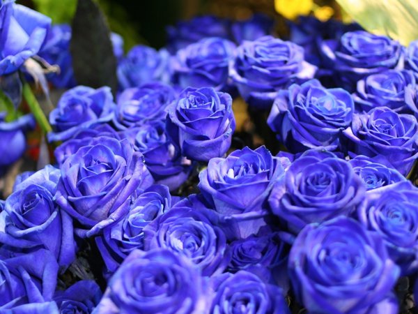 букет, голубые, голубые розы, краисвые, природа, розы, синие, синие розы, цветок, цветы