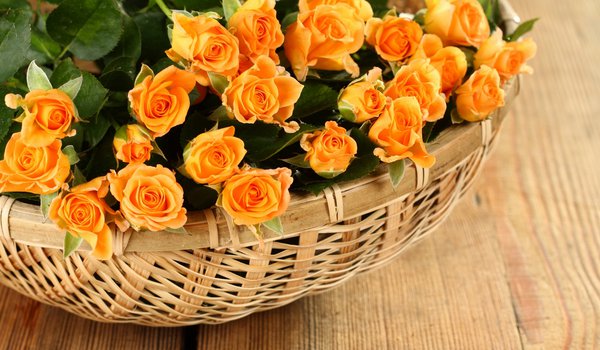 Обои на рабочий стол: basket, flowers, petals, rose, roses, корзины, лепестки, розы