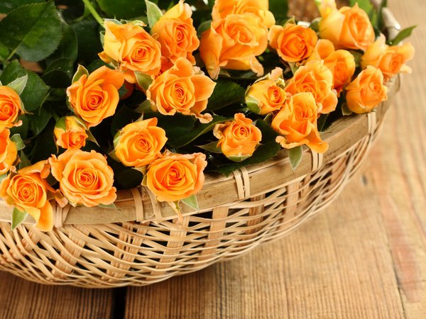 basket, flowers, petals, rose, roses, корзины, лепестки, розы