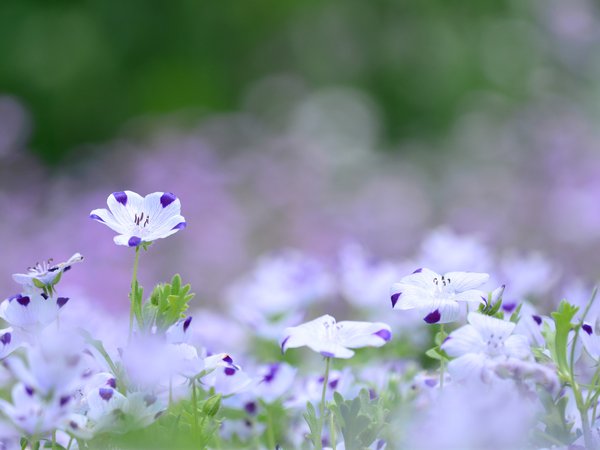 белые, лето, макро, поляна, природа, размытость, сиреневый, фиолетовые, цвет лен, цветы