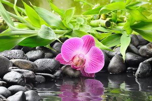 Обои на рабочий стол: orchid, бамбук, вода, камни, орхидея, отражение, цветок, чёрные