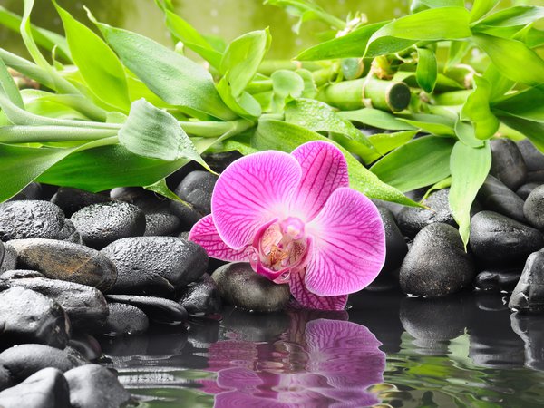 orchid, бамбук, вода, камни, орхидея, отражение, цветок, чёрные