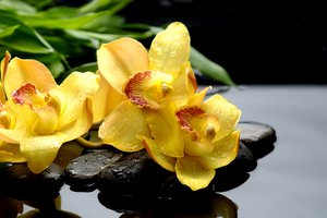 Обои на рабочий стол: orchids, желтые, камни, капли, макро, орхидеи, отражение, чёрные
