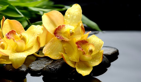Обои на рабочий стол: orchids, желтые, камни, капли, макро, орхидеи, отражение, чёрные
