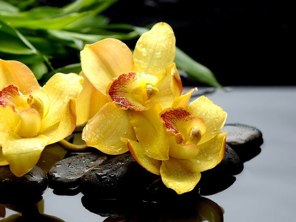 orchids, желтые, камни, капли, макро, орхидеи, отражение, чёрные