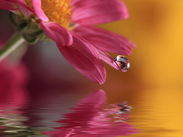 macro, waterdrop, вода, капля, природа, цветок