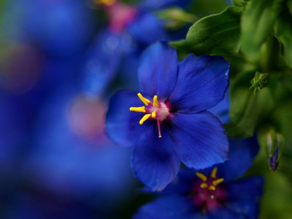 макро, синий, цветок