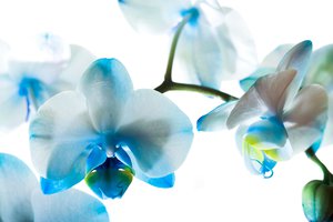 Обои на рабочий стол: голубые, орхидеи, фаленопсис, цветы