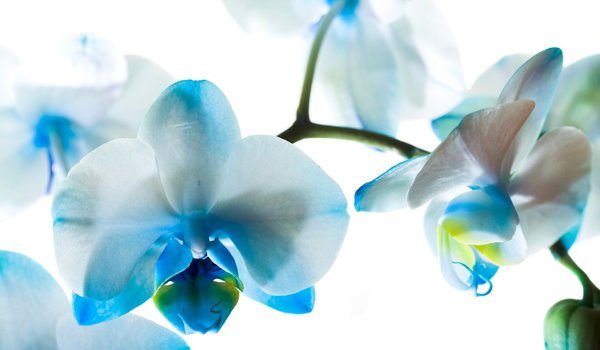 Обои на рабочий стол: голубые, орхидеи, фаленопсис, цветы