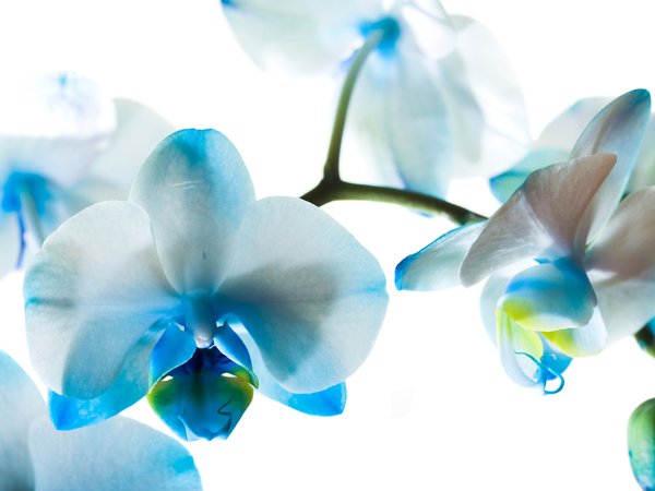 голубые, орхидеи, фаленопсис, цветы