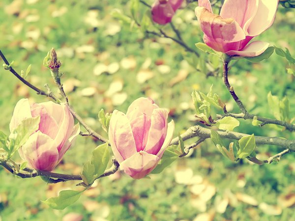 blossom, blur, green, macro, весна, ветка, для Литы, магнолия, сад, свет, цветение