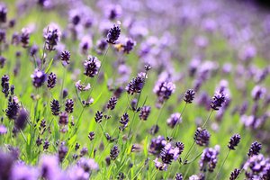 Обои на рабочий стол: lavender, лаванда, макро, поле, поляна, размытость, сиреневые, фиолетовые, цветы