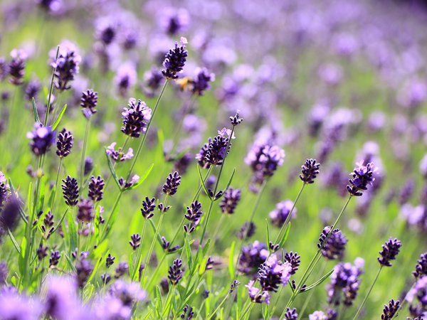 lavender, лаванда, макро, поле, поляна, размытость, сиреневые, фиолетовые, цветы
