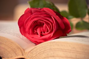 Обои на рабочий стол: книга, красная, макро, роза, розовая, цветок