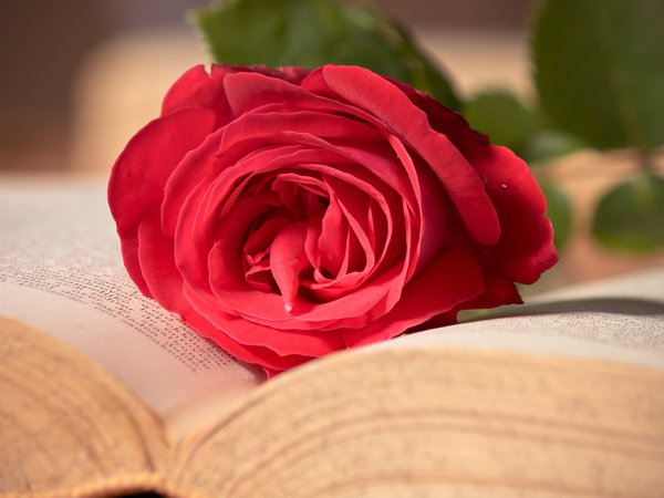 книга, красная, макро, роза, розовая, цветок