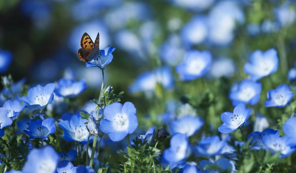 Обои на рабочий стол: бабочка, голубые, лепестки, Немофила, поле, размытость, цветы