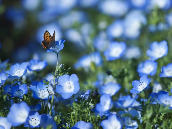 бабочка, голубые, лепестки, Немофила, поле, размытость, цветы